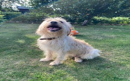 Labradoodle dogs for sale: 🌟 Beautiful Darcy — Yellow Labradoodle 🌟 - Image 2