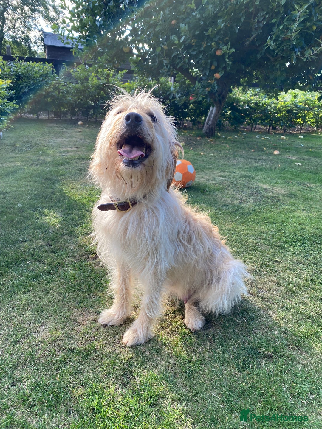 Labradoodle dogs for sale: 🌟 Beautiful Darcy — Yellow Labradoodle 🌟 - Image 2