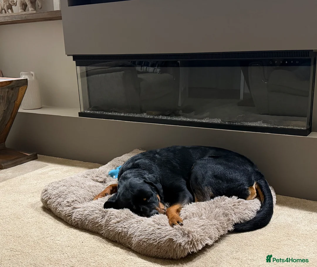 Rottweiler dogs for sale: Rottweiler - Max 9 months old in Stockton-on-Tees - Advert 2