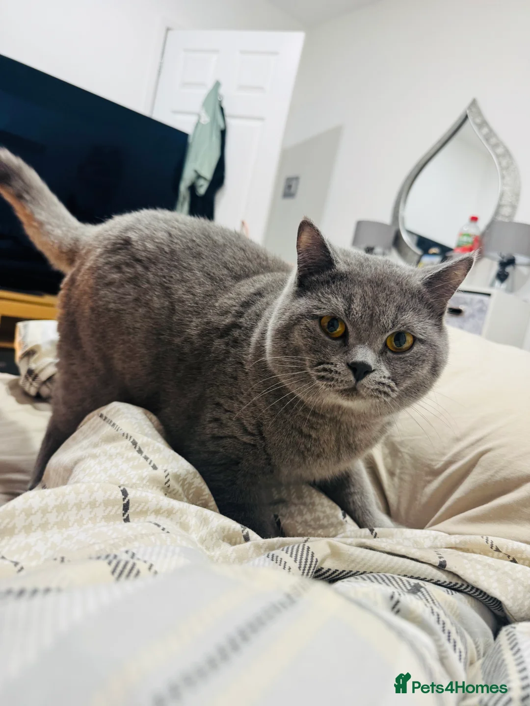 British Shorthair cats for sale: British shorthair Boy - Advert 1