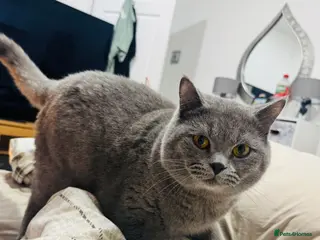 British Shorthair cats British shorthair Boy - Advert 7