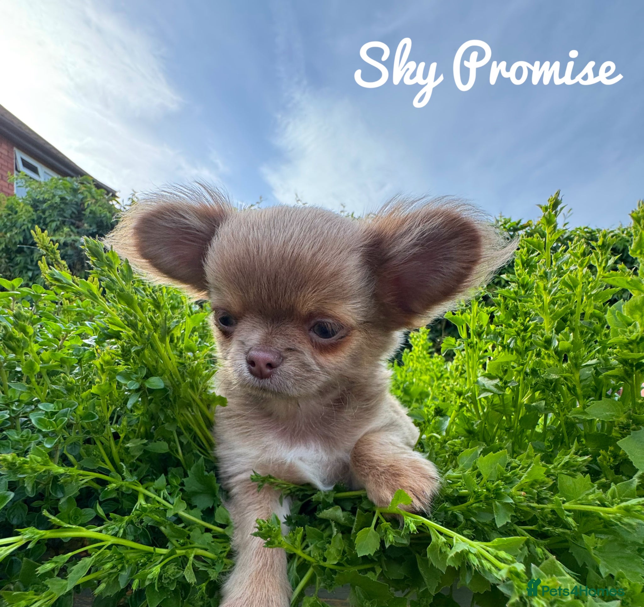 Chihuahua dogs KC registered long coat show line girl  - Advert 1
