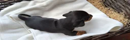 Miniature Dachshund dogs for sale: KC REG. PRA CLEAR - Advert 21