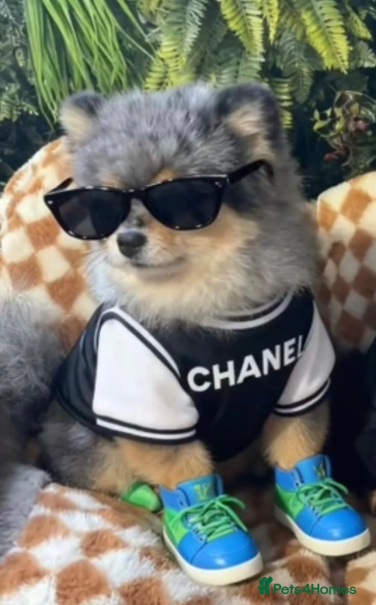 Pomeranian dogs 💙✨BLUE EYES & Hazel 👀 Poms 🐶EXPERIENCED STUDS🏆 in Bedford - Advert 9