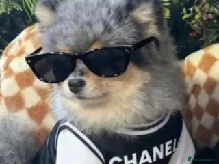 Pomeranian dogs 💙✨BLUE EYES & Hazel 👀 Poms 🐶EXPERIENCED STUDS🏆 in Bedford - Advert 9