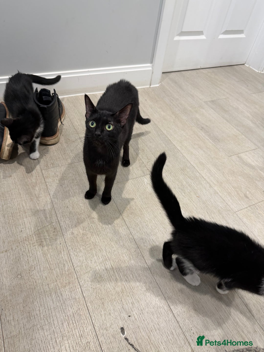 Mixed Breed cats for sale: 4 gorgeous little boys  - Advert 2