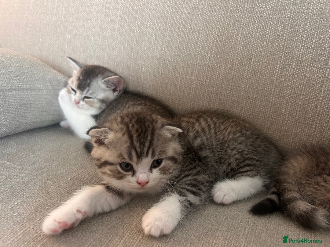 Scottish Fold cats for sale: Scottish fold and straights - Image 28