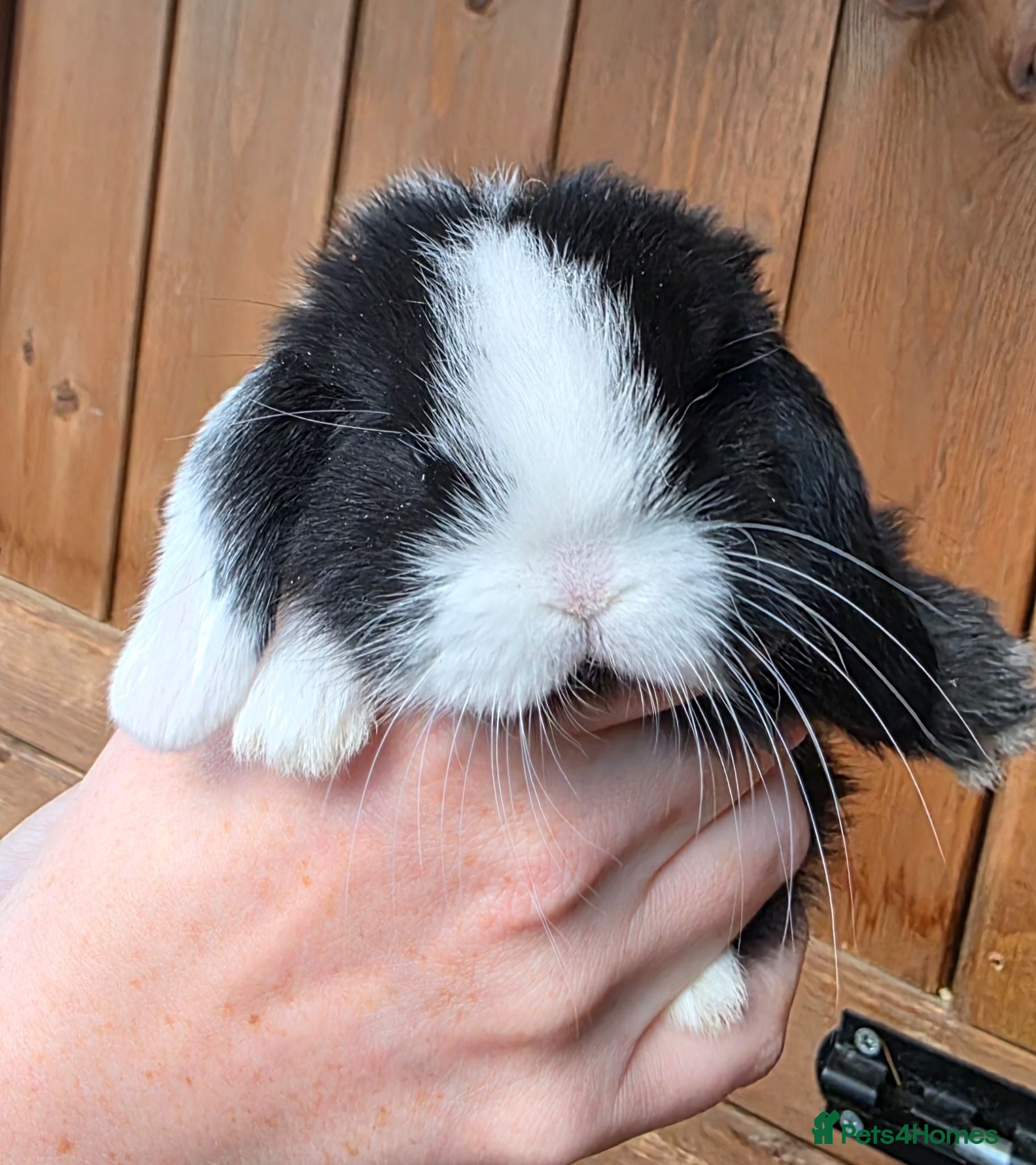 Mini Lop rabbits Mini lop babies  - Advert 1