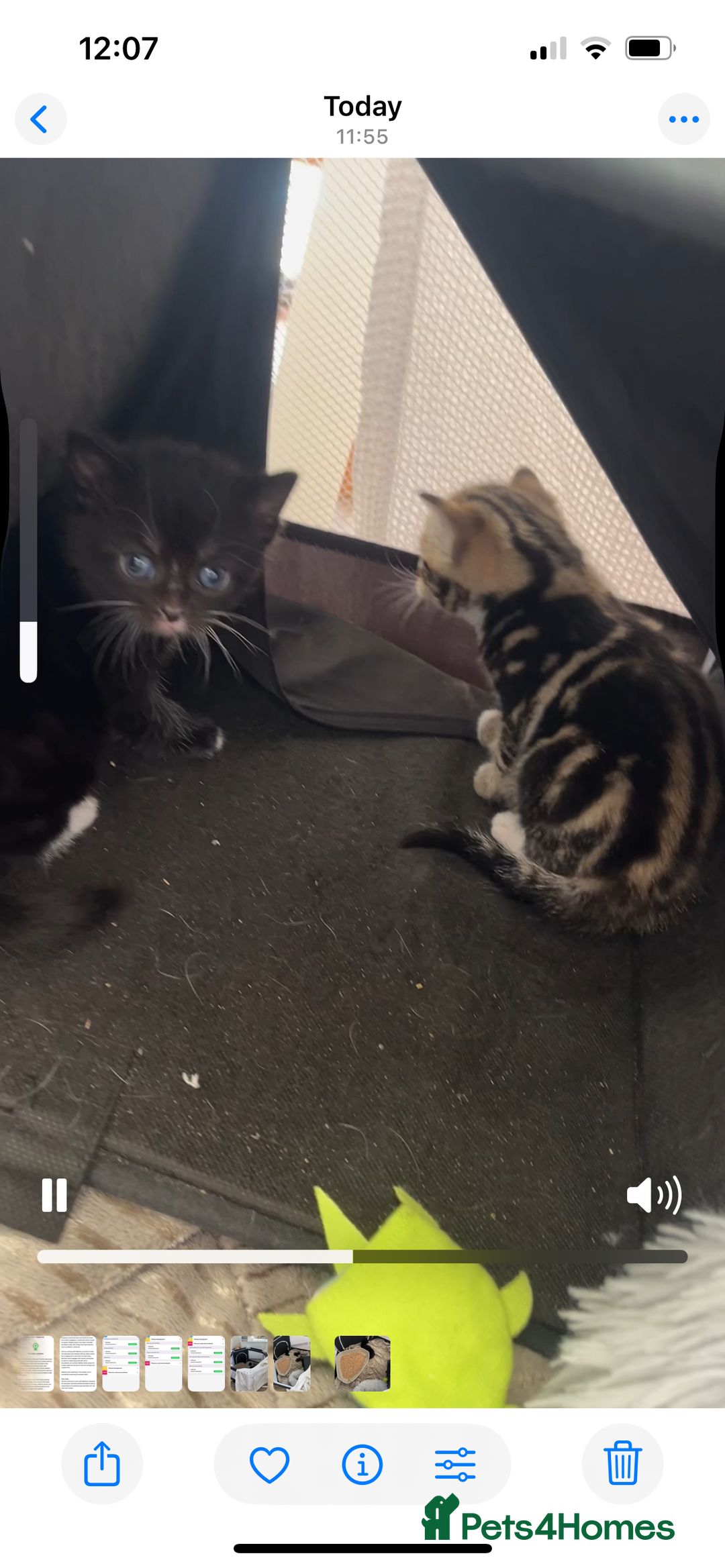 Mixed Breed cats for sale: Gorgeous short hair British Kittens  - Image 4