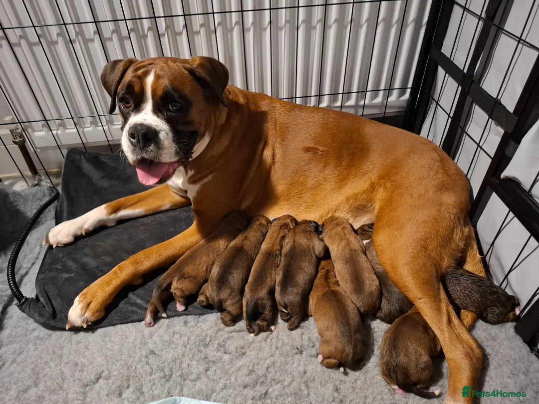 Boxer dogs for sale: KC Registered Boxer Puppies Bobtail/tailed - Advert 1