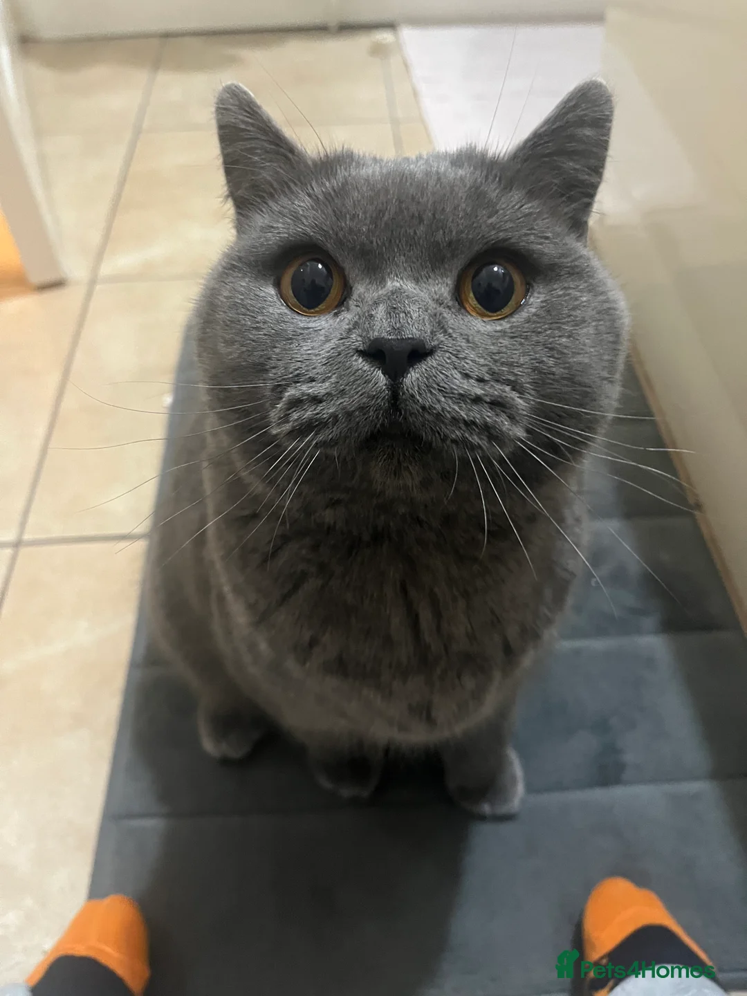 British Shorthair cats for sale: British shorthair blue  - Advert 1