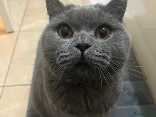 British Shorthair cats British shorthair blue - Advert 18