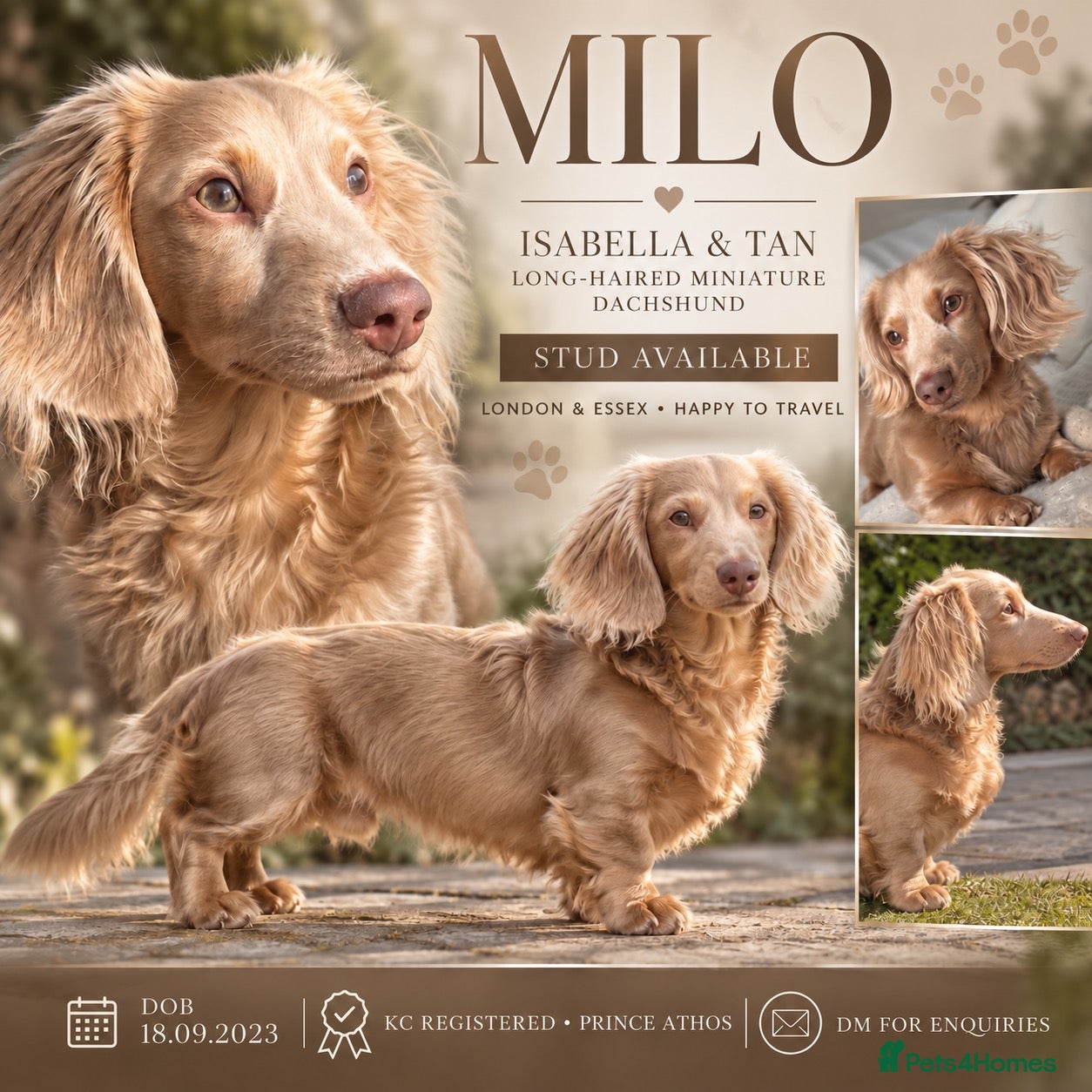 Miniature Dachshund dogs Long-Haired Miniature Dachshund Stud– Isabella Tan - Advert 5