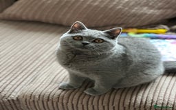 British Shorthair cats for sale: Excellent Champion line  - Image 14