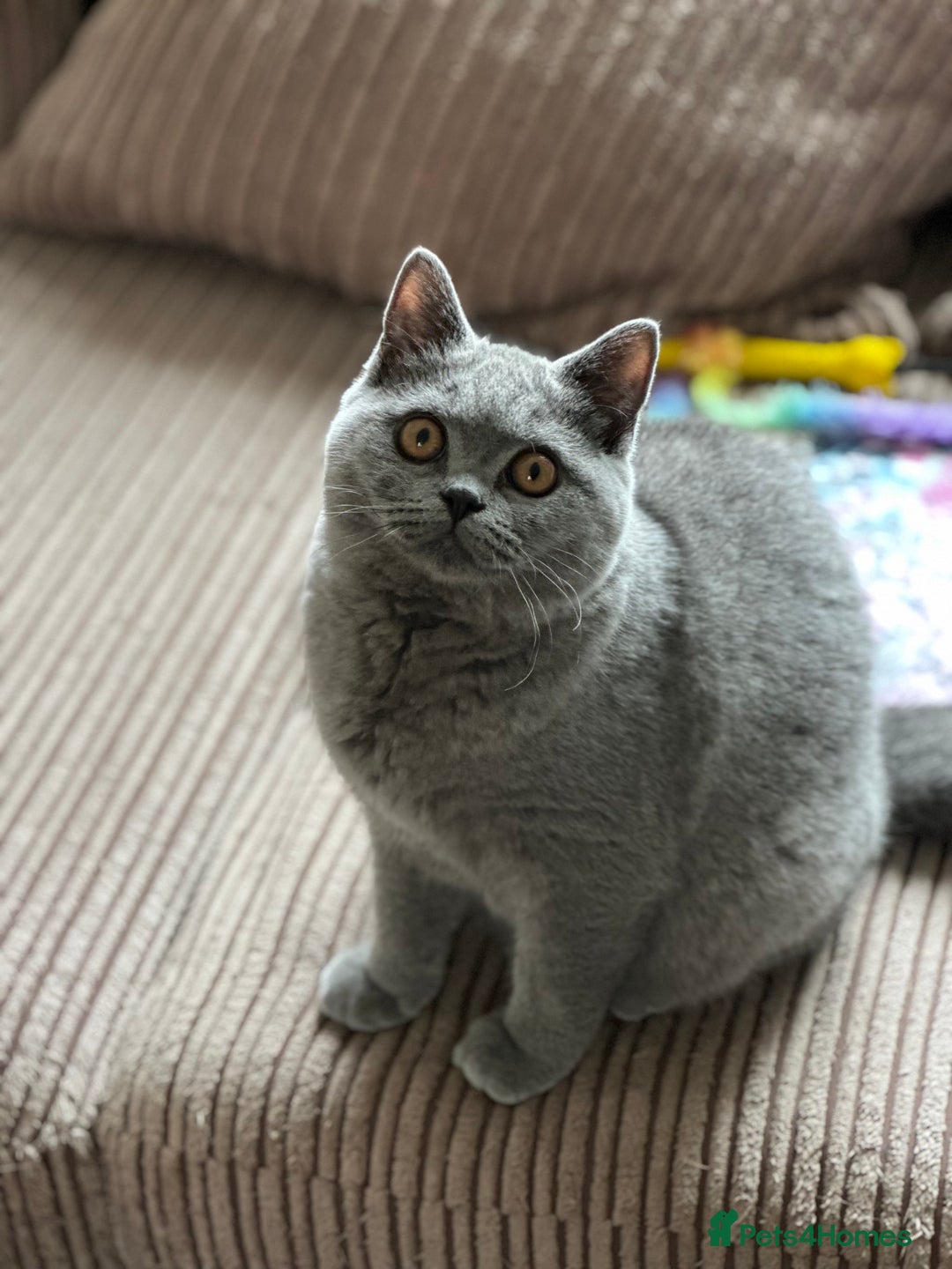 British Shorthair cats for sale: Excellent Champion line  - Image 14