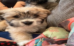 Mixed Breed dogs for sale: Peke’a’tease  - Image 1
