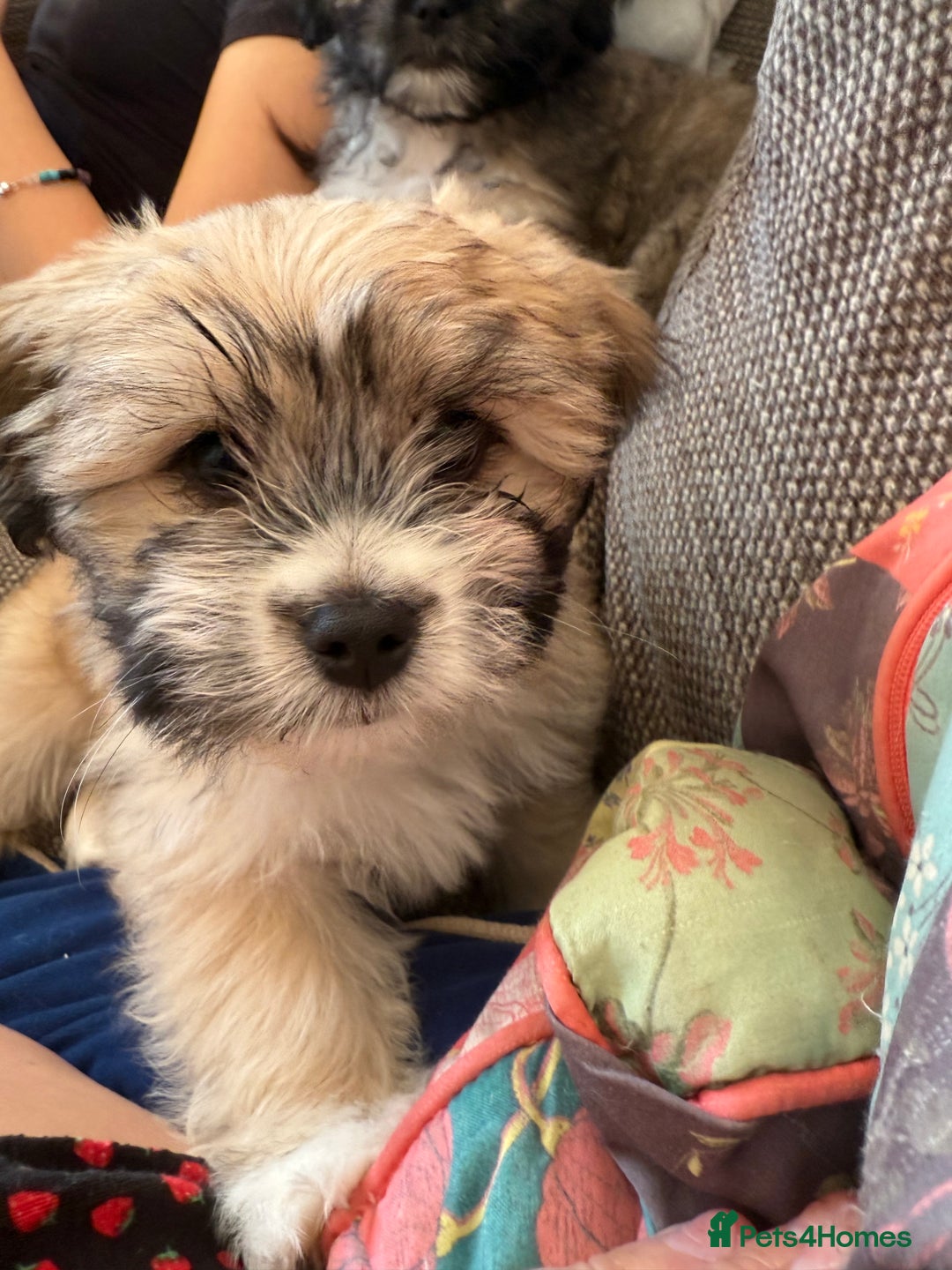 Mixed Breed dogs for sale: Peke’a’tease  - Image 1