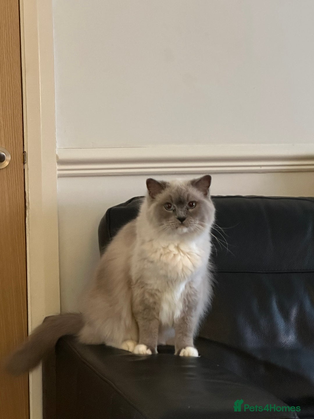 Ragdoll cats for sale: Full pedigree female Blue mitted Ragdoll - Image 4