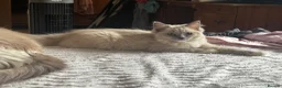 Ragdoll cats for sale: Gorgeous Blue Mink Girl Tica reg  - Advert 8