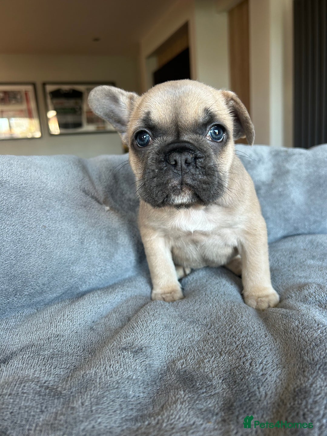 French Bulldog dogs for sale: Frenchies ⭐️ ready 24/12/2025 - Advert 9