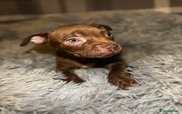 American Bully dogs for sale: perfect puppys - Image 22