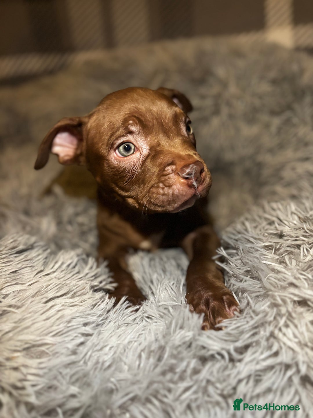American Bully dogs for sale: perfect puppys - Image 22