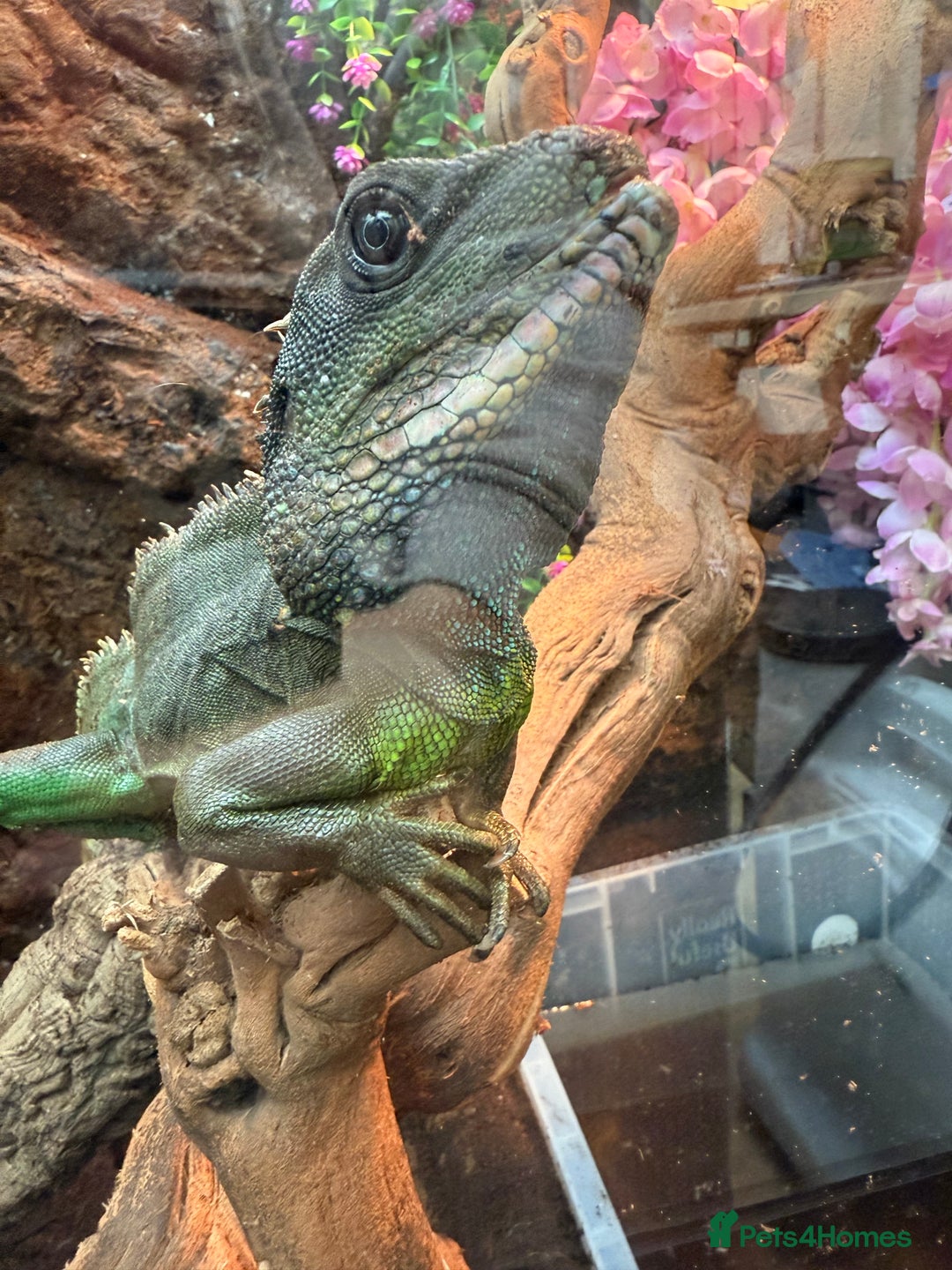 Dragon reptiles for sale: 3 Chinese water dragons 1 male 2 female - Advert 2