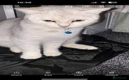 British Shorthair cats for sale: Beautiful lilac British shorthair X kittens - Image 12