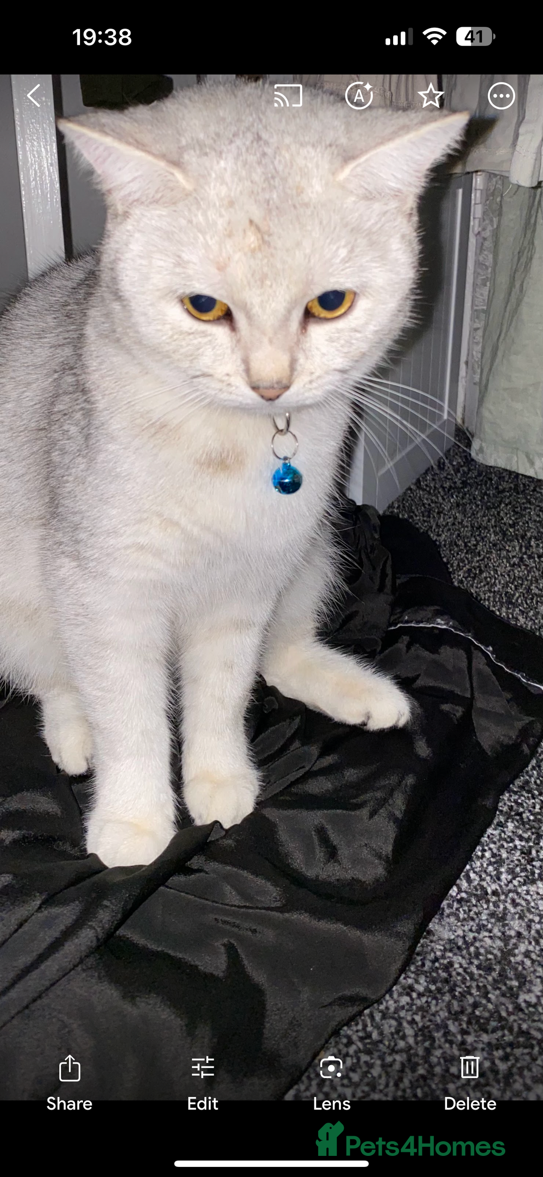 British Shorthair cats for sale: Beautiful lilac British shorthair X kittens - Image 12