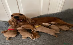 Cocker Spaniel dogs for sale: KC SHOW COCKER SPANIELS READY NOW - Image 13