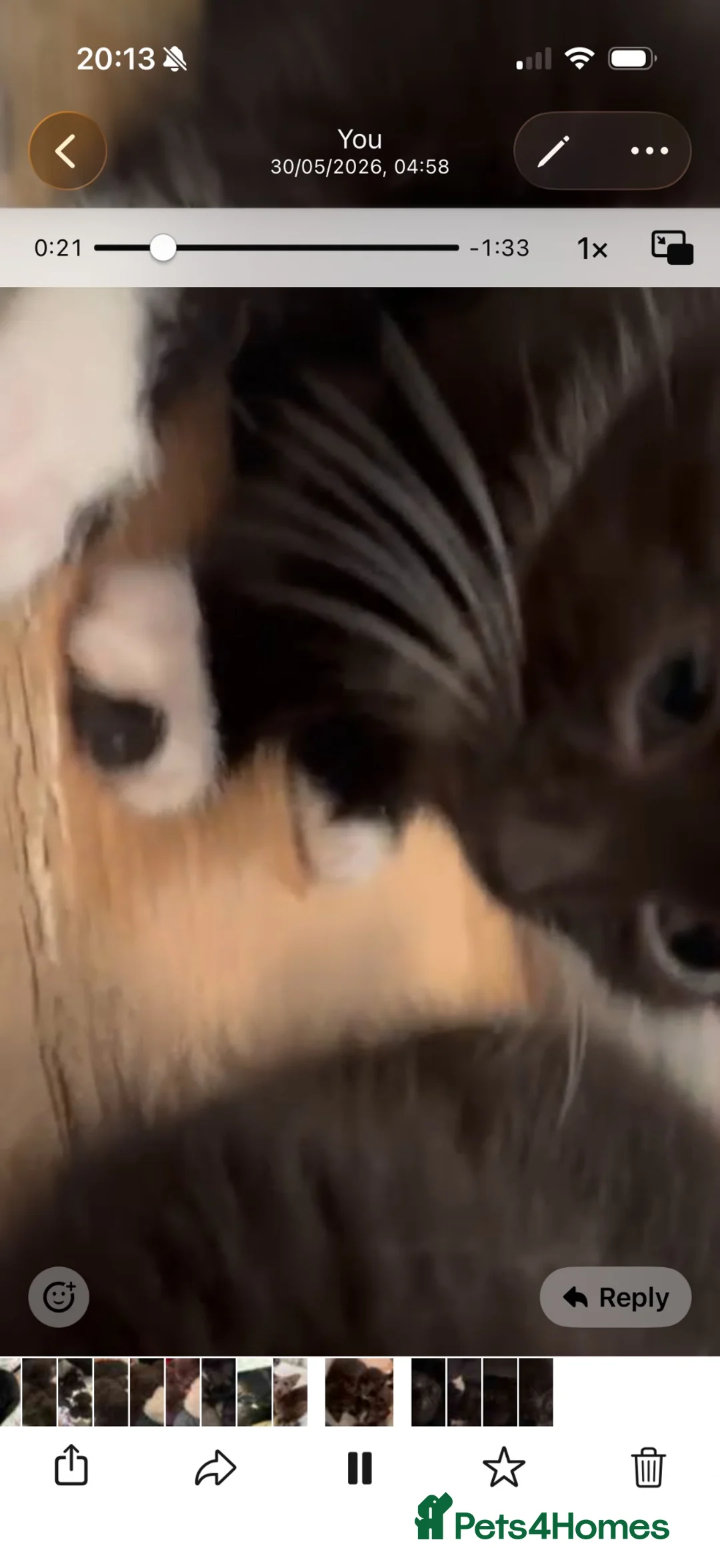 Mixed Breed cats for sale: Kittens looking for their PURRfect forever homes - Advert 2