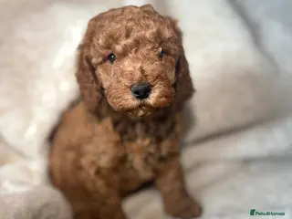 Cockapoo dogs 🐶Cockapoo this is what the puppies look now 🐶♥️ - Advert 5