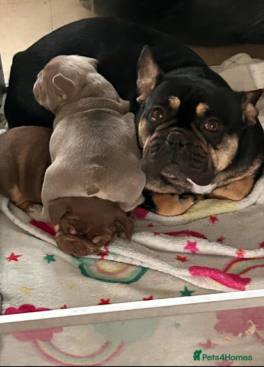 French Bulldog dogs for sale: 2 female French bulldog puppies for sale  - Advert 7