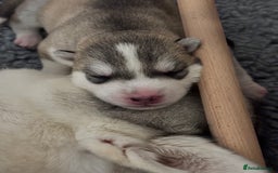 Siberian Husky dogs for sale: Beautiful Siberian Husky - Image 10