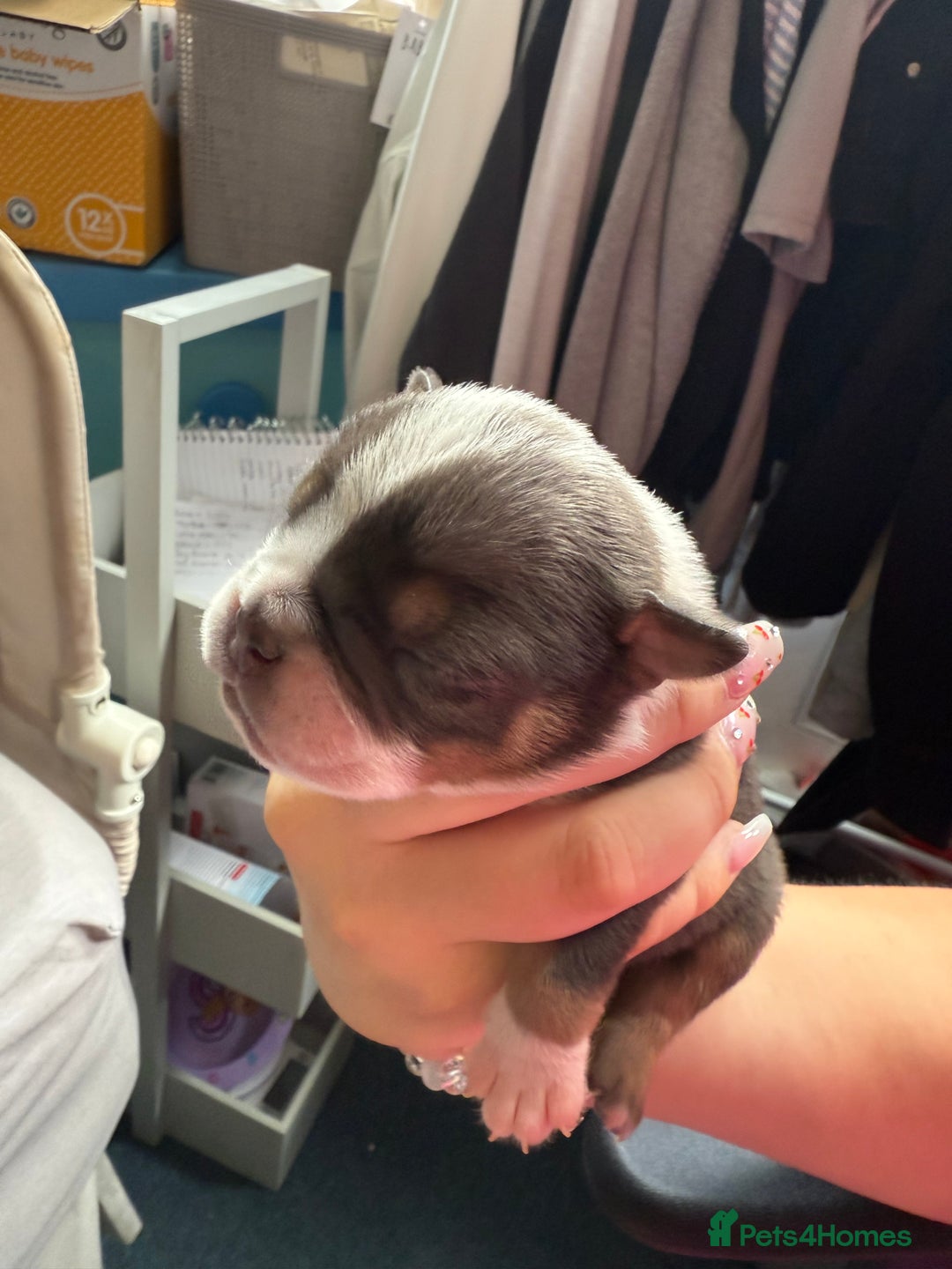 Mixed Breed dogs for sale: Old Tyme bulldogs f1  - Image 12