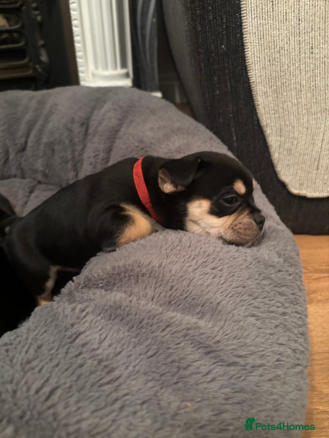 Mixed Breed dogs for sale: Beautiful puppies - Image 16