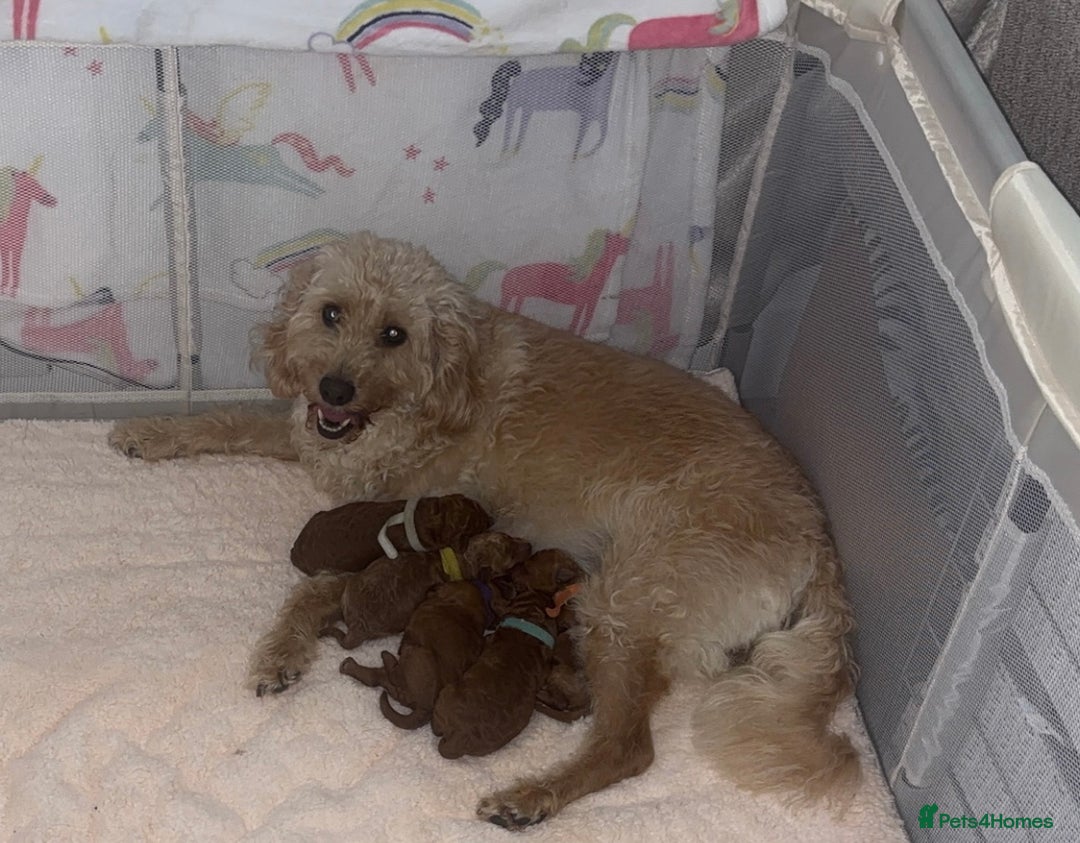 Labradoodle dogs for sale: 🐾AVAILABLE TO VIEW! - Fox Red Labradoodle Pups 🐾 - Image 14
