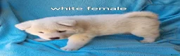 Akita dogs for sale: Akita pups in Middlesbrough - Advert 9