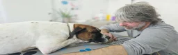 Mixed Breed dogs for adoption: Donky - Advert 2