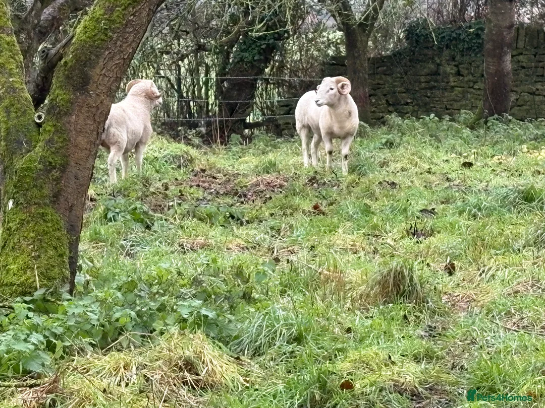 Sheep livestock for sale: Wiltshire horn in Frome - Advert 2