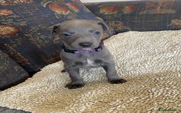Whippet dogs for sale: KC Reg Blue whippet puppies - Image 10