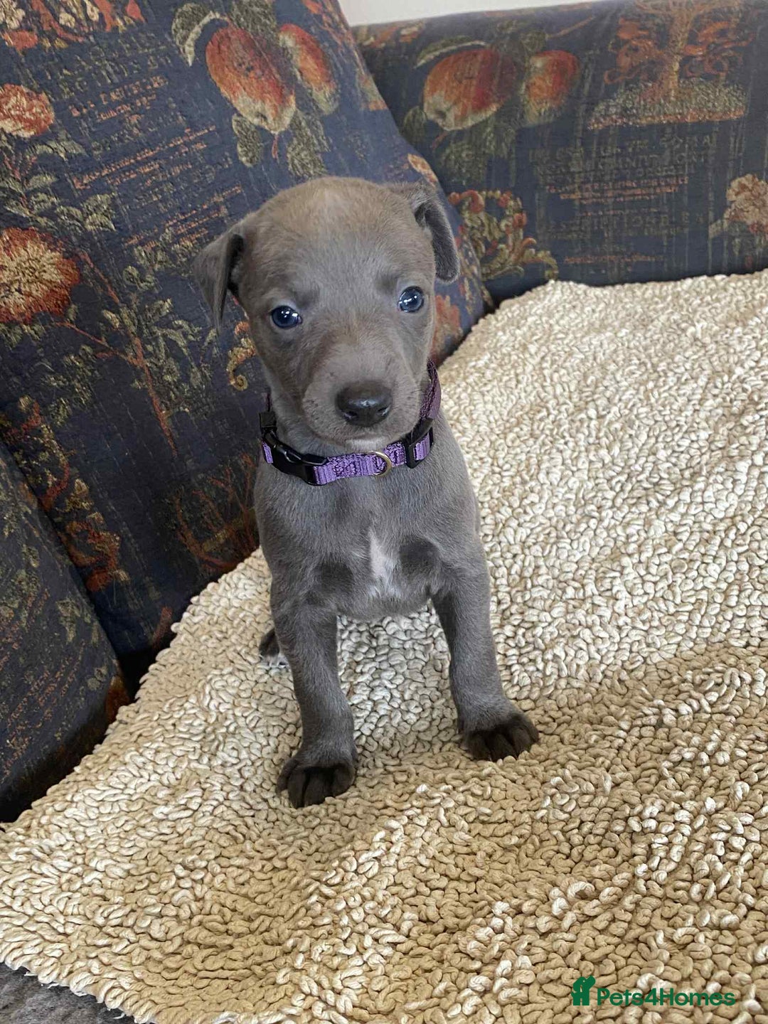 Whippet dogs for sale: KC Reg Blue whippet puppies - Image 10