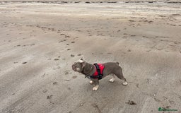 French Bulldog dogs for stud: Stunning Isabella & Tan boy fluffy L4 for Stud in Dundee - Image 11