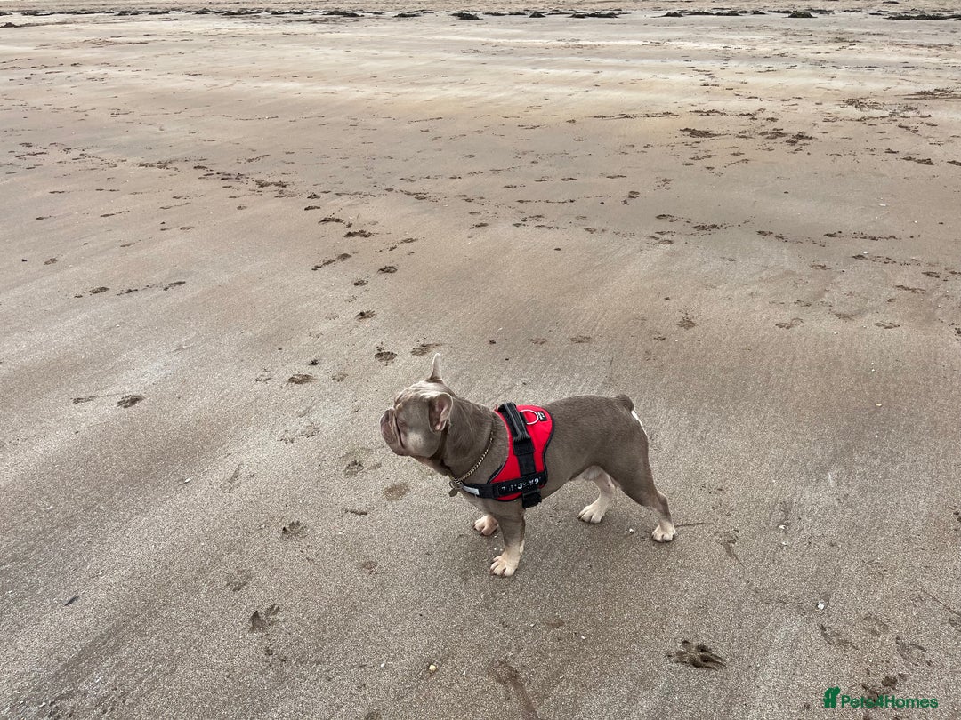 French Bulldog dogs for stud: Stunning Isabella & Tan boy fluffy L4 for Stud in Dundee - Image 11