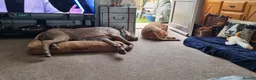 Mixed Breed dogs for adoption: Meet Bruno, currently residing in Surrey  in Walton-on-Thames - Advert 5
