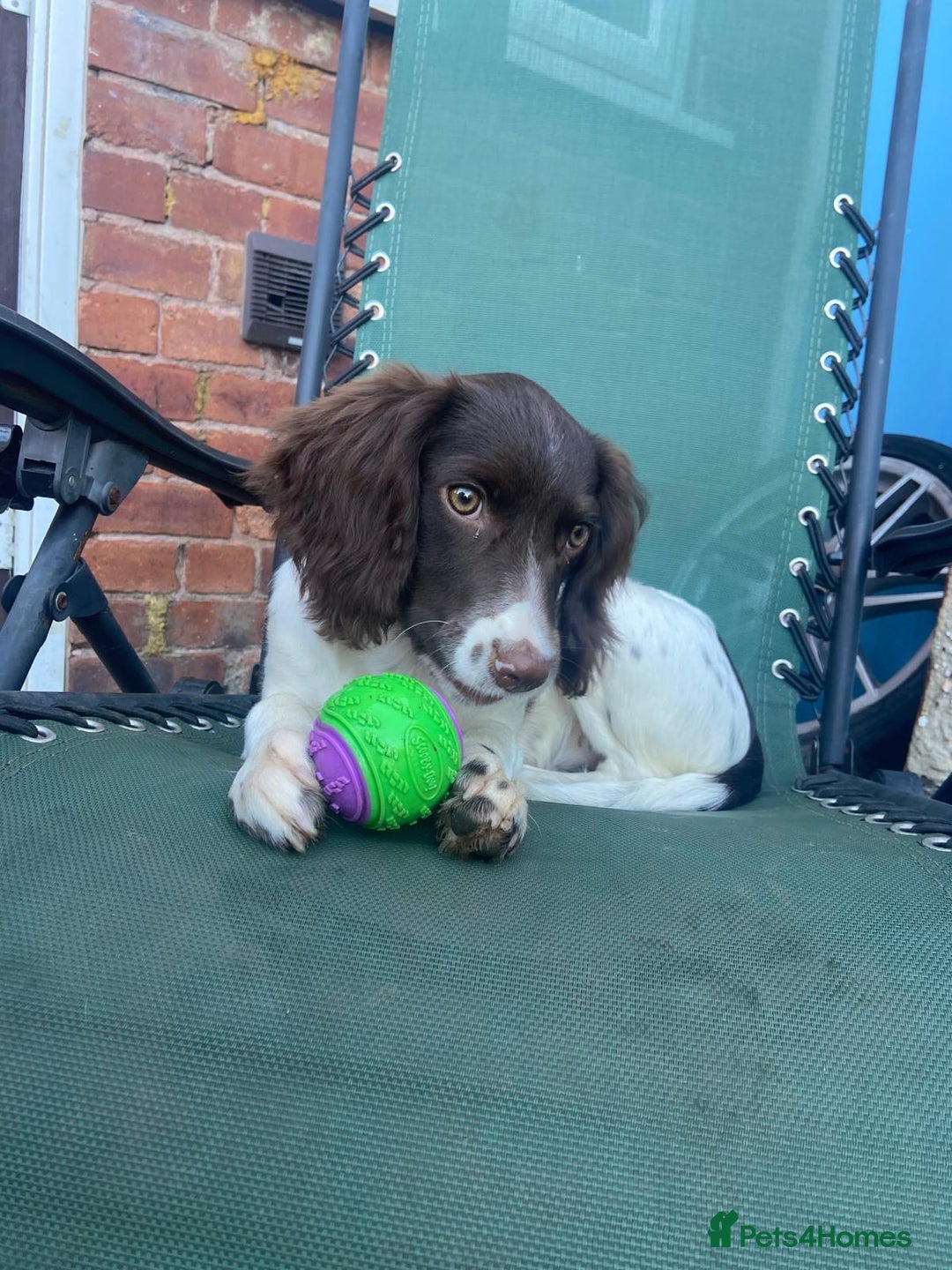 English Springer Spaniel dogs for sale: Beautiful girl looking for her forever family  - Image 11