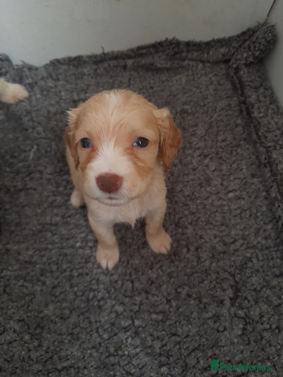 Sprocker dogs for sale: Gorgeous Sprocker x Sproodle pups. - Image 5