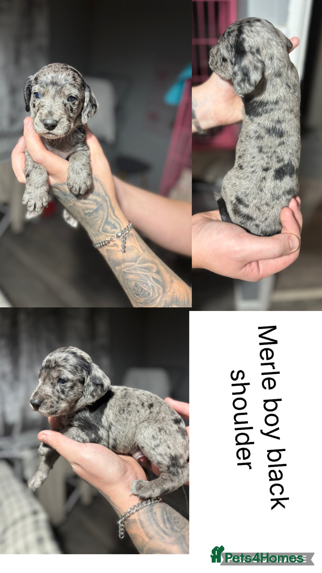 Mixed Breed dogs for sale: Dalmapoo - Image 5