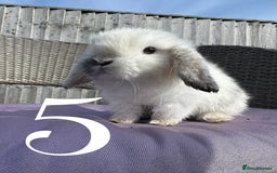 Mini Lop rabbits for sale: 5 Mini Lop baby rabbits ready 17th SEPT - Image 14