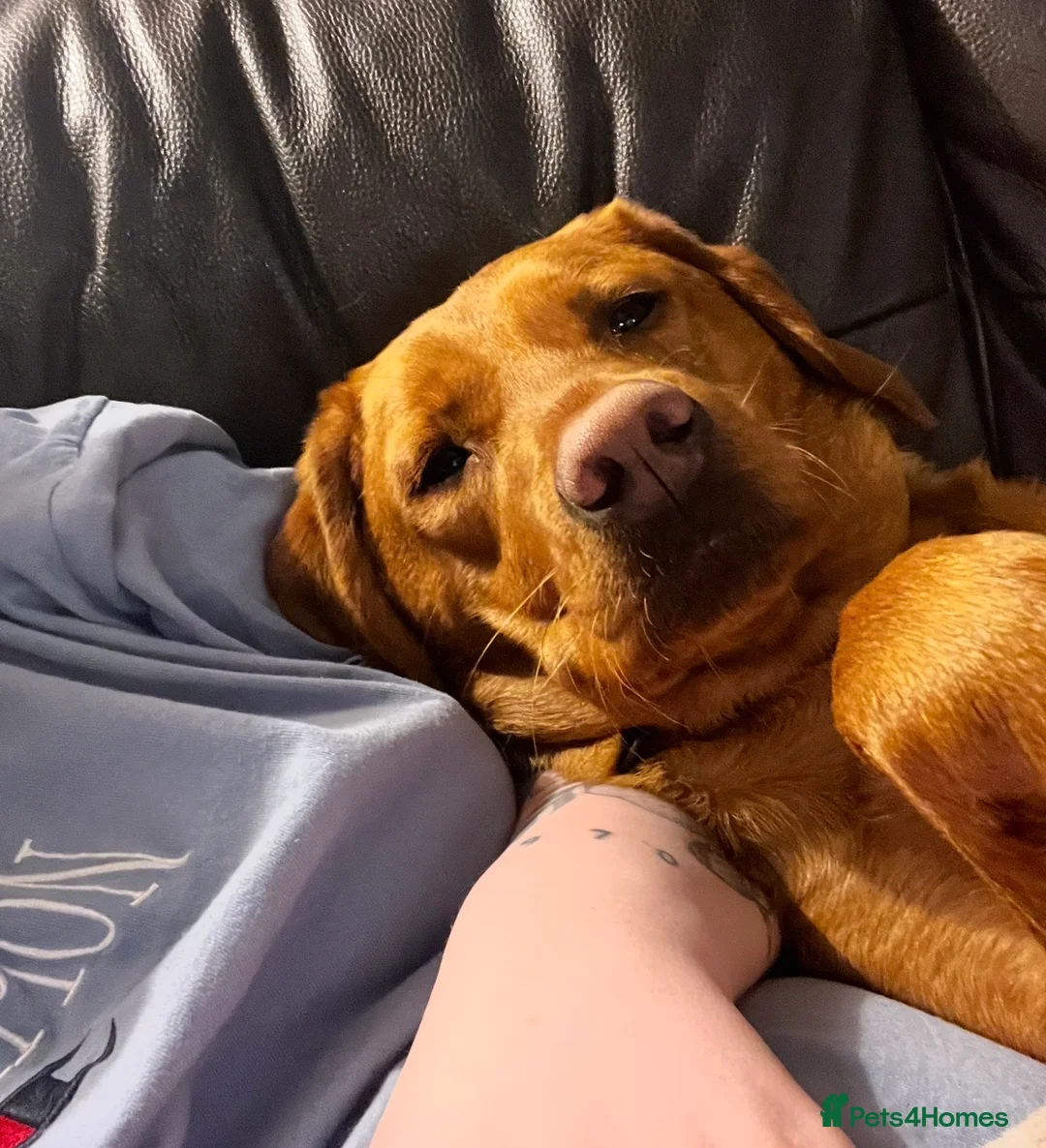 Labrador Retriever dogs for sale: Male 3y/o red fox Labrador for rehoming  - Advert 7